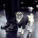 Image for article titled True Stories of Animal Actors in Science Fiction and Fantasy Movies